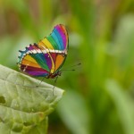 Rainbow-butterfly The Bridge MAG image