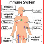 Le Larousse Médical en ligne définit le système immunitaire comme l'ensemble des mécanismes de défenses de l'organisme. Il en existe deux types : innée et acquise. On appelle réponse immunitaire le déclenchement du système immunitaire face à une maladie. The Bridge MAG. Image