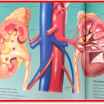 Selon les dernières statistiques de la Kidney Care UK : « Plus de 2 millions de personnes dans le monde reçoivent actuellement un traitement par dialyse ou une greffe de rein pour rester en vie... » The Bridge MAG. Image