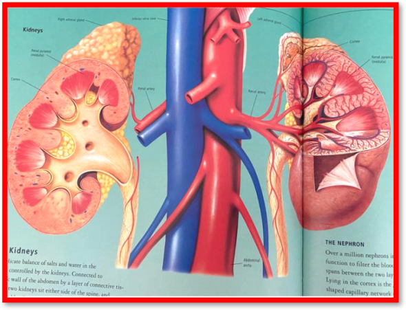 Selon les dernières statistiques de la Kidney Care UK : « Plus de 2 millions de personnes dans le monde reçoivent actuellement un traitement par dialyse ou une greffe de rein pour rester en vie... » The Bridge MAG. Image