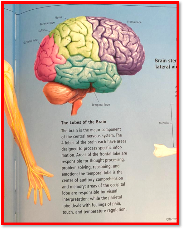  According to scientists, the average human uses only a small percentage of their grey matter. The intelligent human develops their abilities of adaptation (which are not always purely academics) in the blink of an eye to bring out their inner genius and set themselves apart from the herd. The Bridge MAG. Image 