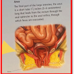 Le canal anal est un tube court entouré de muscle à l'extrémité de votre rectum L'anus est un sphincter plissé. Toute érosion au niveau d'un des plis entraîne une fissure anale. On pense que le nombre de cas de cancer anal augmente régulièrement depuis des années. The Bridge MAG. Image