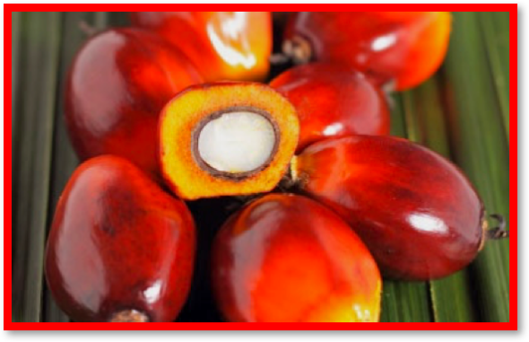 What you have not generally been told about palm oil is that it is the richest food ever in beta-carotene (provitamin A). It contains about 17 times more than the carrot. The Bridge MAG. Image 