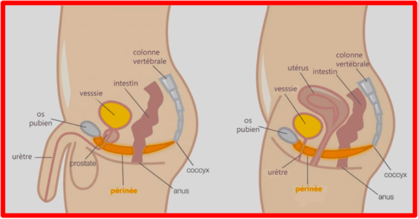 From “nudes” … to pornography: when the vulgarisation of pornography kills the libido. If your lack of sexual desire is pathological, consult a doctor. Did you know? Testosterone is the main hormone of sexual desire, in men and in women. Do not abuse alcohol or cigarettes. Alcohol and cigarettes kill your sex drive. The Bridge MAG. Image