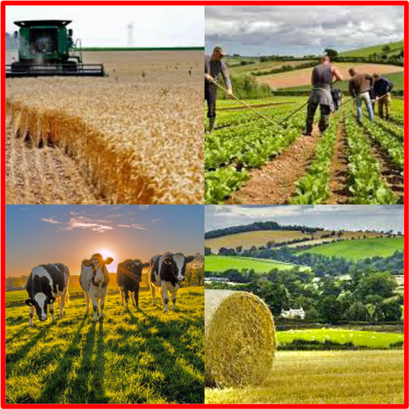 Le secteur agricole est l'un des plus importants de l'économie britannique. Brexit, ou le futur hasardeux des agriculteurs britanniques après la PAC : Quel est l’avenir de l’agriculture dans un pays qui sort abruptement de la Politique Agricole Commune (PAC) après en avoir profité pendant quarante-six ans ? The Bridge MAG. Image 