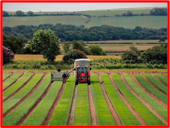 The agricultural sector is one of the most important in the British economy. This sector “risks permanent damage” if the government does not manage to remedy it, warns the parliamentary committee of the environment, food and rural affairs. The Bridge MAG. Image 
