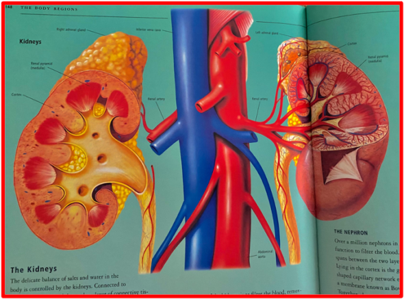 Kidneys are bean shaped and are around 10-12cm long (about the size of a clenched fist). One of the most important is helping our body eliminate toxins. Our kidneys filter around 180 litres of blood every day, and send waste products out of our body via urine. The Bridge Magazine provides to its readers useful facts and statistics about kidneys, as well as scientifically proven healthy patterns and diet related advises on how to prevent and or help decrease the stage of their kidney disease. The Bridge MAG. Image 