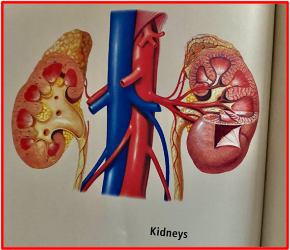 Kidney failure on the rise in UK and worldwide as families rely on processed foods – source of high cholesterol and diabetes since the cost of living crisis. In Sub-Saharan Africa statistics on Chronic Kidney Disease raise concerns : it affects 12–23% adults and mostly in their young and productive age. On a bigger scale, the world latest epidemiology of Chronic Kidney Disease statics shows Chronic Kidney Disease is a progressive condition that affects >10% of the general population worldwide, amounting to >800 million individuals. The Bridge MAG. Image 