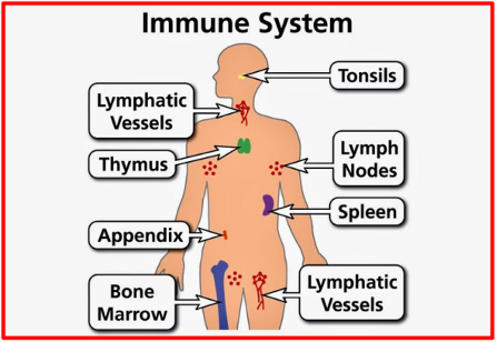 According to a study published in the US National Institute of Health "cocoa has been revealed as a food with immunoregulatory properties." Cocoa influences the immune system, in particular the inflammatory innate response and the systemic and intestinal adaptive immune response." The Bridge MAG. Image 