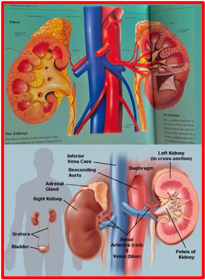 Human kidneys diagram Is 100% cocoa good for kidneys? Dark chocolate has many health benefits, including lowering blood pressure, improving vascular system function, and reducing total cholesterol and LDL. These significant benefits could reduce chronic kidney disease or kidney failure complications. The Bridge MAG. Image