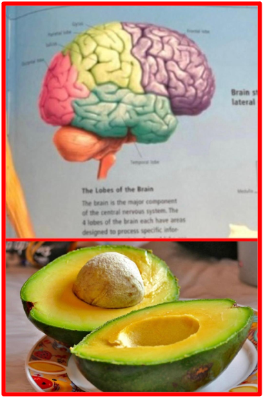 Avocado has over 20 vitamins and minerals to upgrade human’s natural diet! Avocado to boost cognitive function by improving a healthy brain function and a mental health. Considering its richness in monounsaturated fatty acids (MUFA), carotenoids, fibre, and micronutrients it has been shown that diets rich in MUFA may improve global cognitive performance and prevent cognitive decline. Avocado has one of the highest protein and fibre content of any fruit. Its Improves mental clarity The Bridge MAG. Image