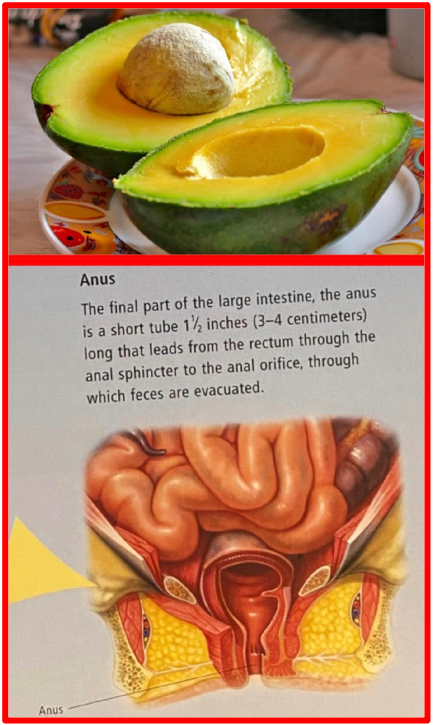 Did you know? Eating avocado regularly can reduce the risk of heart disease. One of the main benefits of avocado is its ability to support heart health. The healthy monounsaturated fat content in avocado has been proven to be effective in lowering bad cholesterol (LDL) and increasing good cholesterol (HDL). In addition, avocado is also rich in potassium which is good for maintaining the body's electrolyte balance, prevent bone loss and controlling blood pressure. Avocado proven to improve human’s life span. Avocados is gifted with a high amount of fibre. It has been medically proven that people who eat more fibre tend to live longer and have a lower risk of chronic disease. Avocado to lower the risk of colon cancer in humans. The Bridge MAG. Image