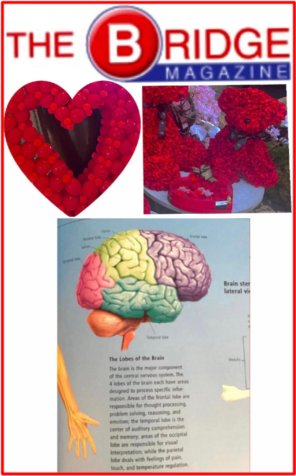 Scientists also believe sexual activity activates more brain regions than puzzles, giving the human brain a full-spectrum workout. Dopamine, oxytocin, serotonin, and endorphins flood the brain, promoting by so doing mood, connection, and calm. Sex reduces cortisol and adrenaline, protecting your brain from the damaging effects of chronic stress. This is the reason why our editorial arguably believes in order to achieve climax and make the most out of love making, humans must be mentally prepared as in mentally aroused first by the idea of enjoying sex with another human, not a robot, as mankind is a thinker. The click between romantic partners explains it all: thinking of each other involving in love making already suggests a deep feeling. When two persons are attracted to each other, their heart rates and breathing may align, even without talking to each other or touching each other, the brain stimulates the release of dopamine, increases serotonin levels, and boosts oxytocin. Oxytocin, dopamine, and serotonin are often referred to as the "happiness hormones." The Magic our brain sends to our heart, the fascinating attraction between the subconscious connection of two individuals who share close emotional bonds makes the bodies to unite and make love happen physically. The Bridge MAG. Image