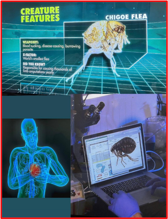 CHIGOE FLEA: One of our top three relentless, unmatched of mankind health/ life-threatening. It may be the world’ smallest flea, but it is responsible for- Tungiasis: causing thousands of limb amputations yearly. According to (WHO) “Over 1 billion people live in areas suitable for transmission of tungiasis but no country conducts routine surveillance so the actual disease burden is not known […]” The Bridge MAG. Image 