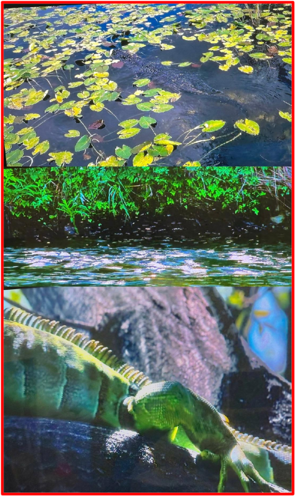 Beneath the striking beauty of the evergreen amazon rainforest, its deep blue sea, golden sand and beautiful beaches, the cackle of guinea fowl, birds tweeting, lie some of human’s most vile enemies. The Bridge MAG. Image 