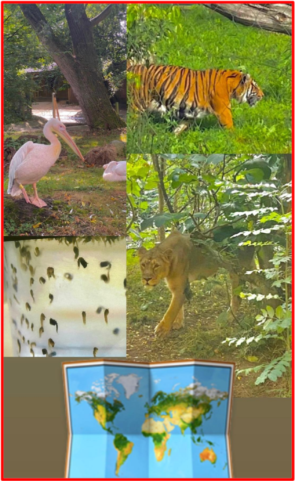 The importance of animals to the ecosystem for a Healthy Planet. From the tiniest fly to the robust apex predator, feline, seahorse, reptiles… animals play a critical role in maintaining the balance and health of the natural environment. Through their feeding chain and interactions with other organisms, enabling a healthy planet.The Bridge MAG. Image 