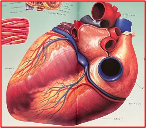Did you know? Dehydration may affect heart health. According to the American Heart Association, high blood pressure and blood cholesterol increase your risk of heart disease. The Bridge MAG. Image